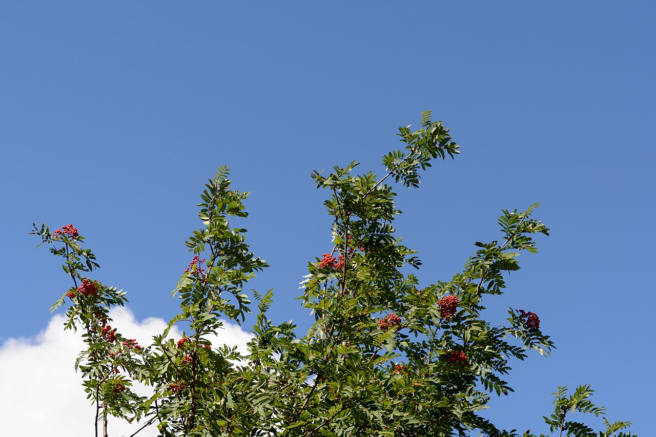 Biele kvety rastliny Sorbus aucuparia