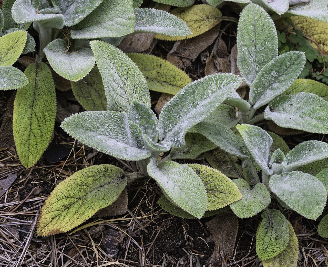 Starostlivosť o Stachys byzantina a detail striebristých listov