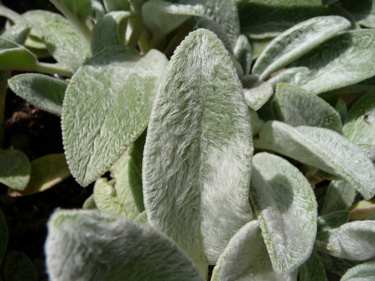 Stachys byzantina v kvetináči na svetlom mieste