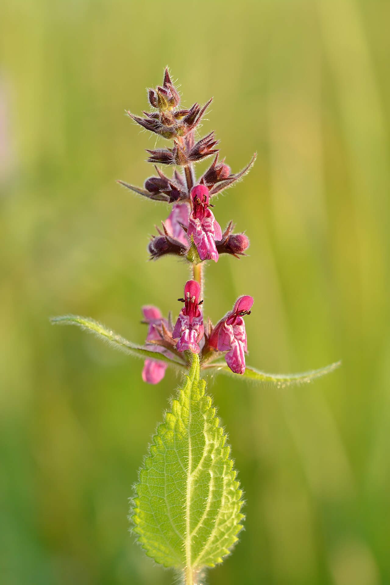 Starostlivosť o Stachys sylvatica v interiéri