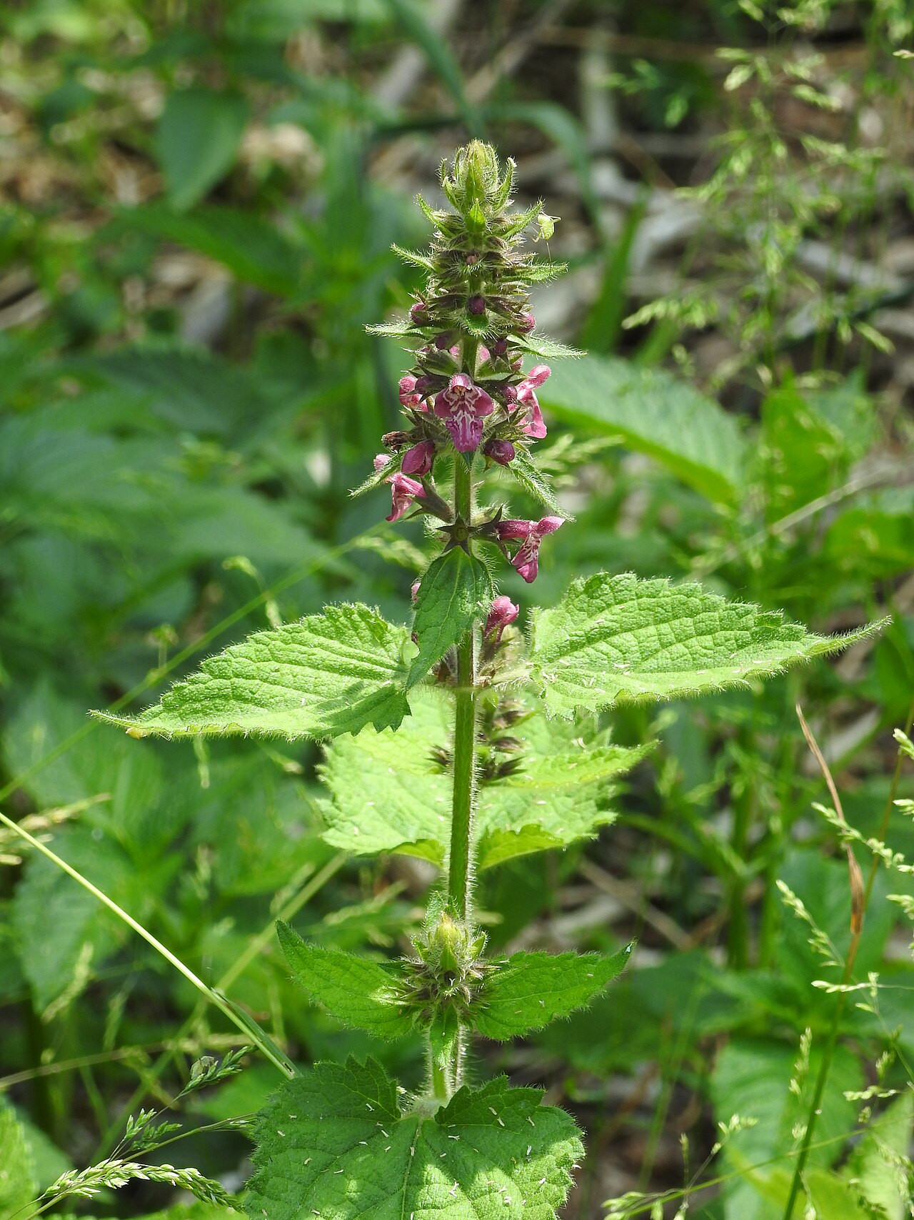 Detail listov rastliny Stachys sylvatica