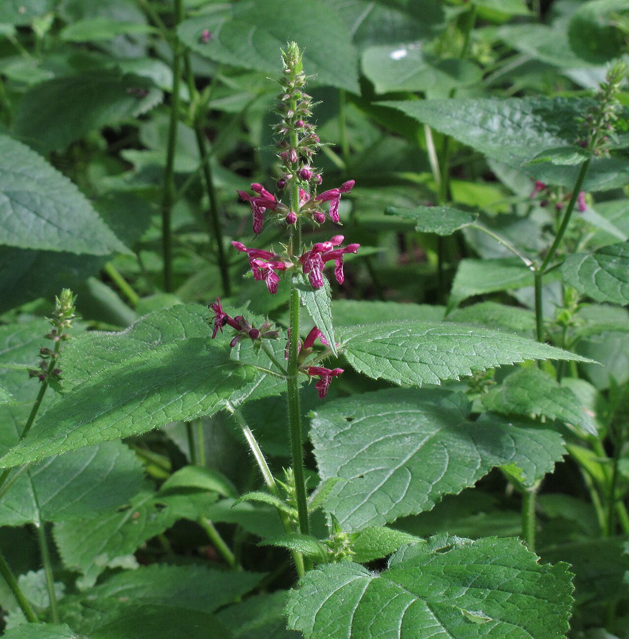 Stachys sylvatica pestovaná v kvetináči