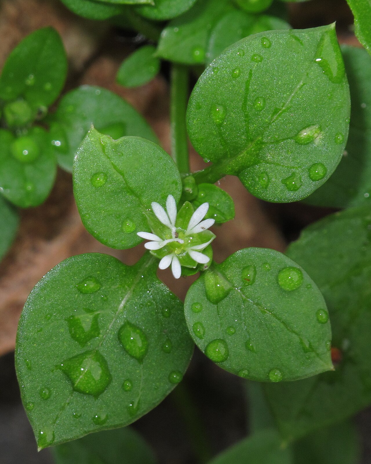 Stellaria media pestovanie v kvetináči na svetlom mieste