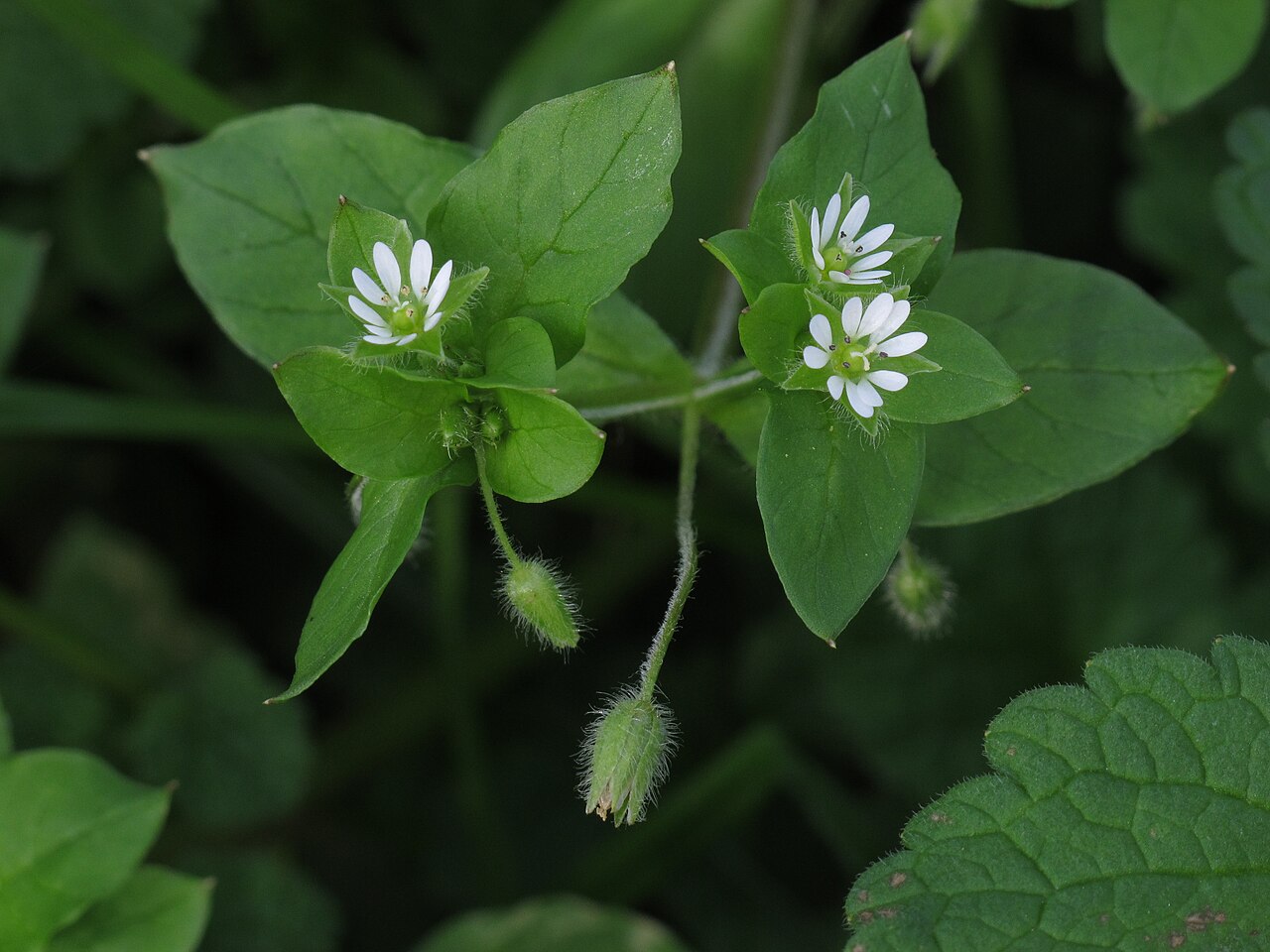 Detail listov a drobných bielych kvetov Stellaria media