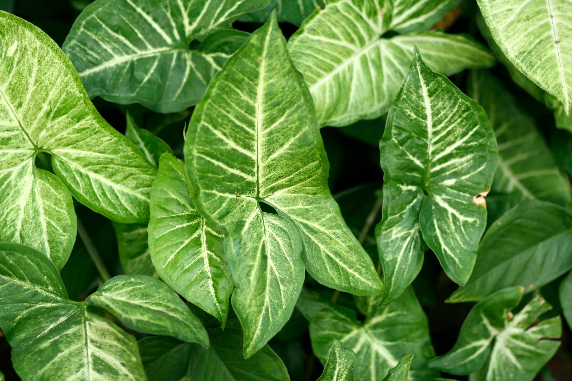 Starostlivosť o Syngonium Red Spot Tricolor v interiéri