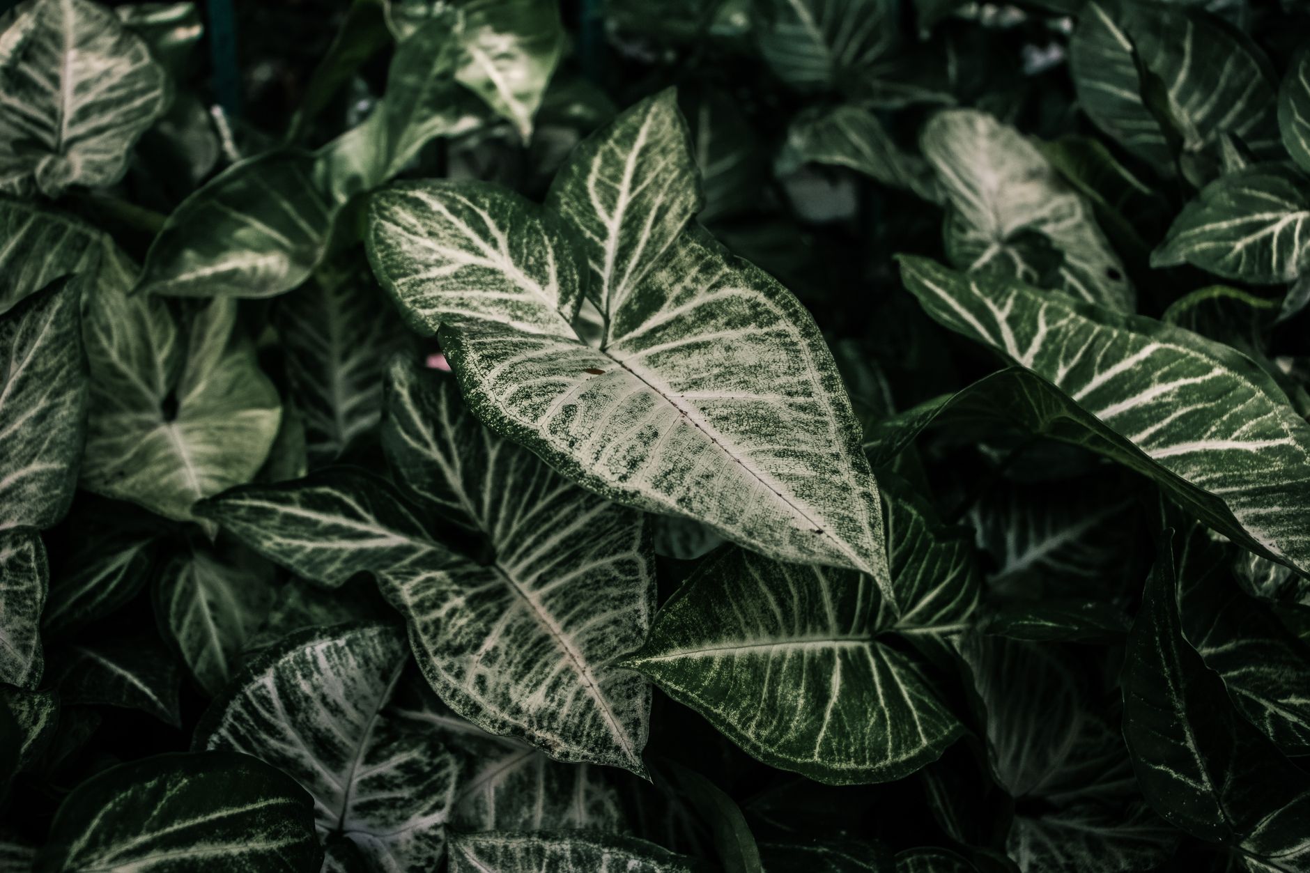 Detail listov rastliny Syngonium Red Spot Tricolor