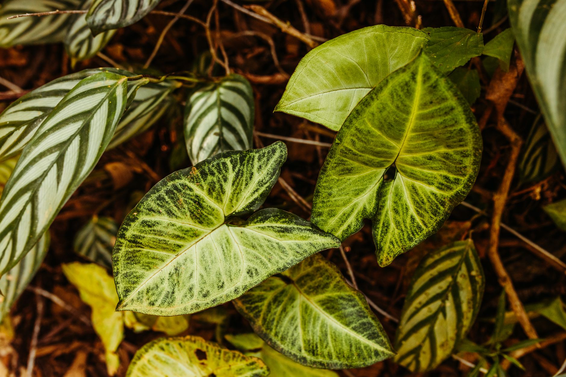Syngonium Red Spot Tricolor s pestrými šípovitými listami