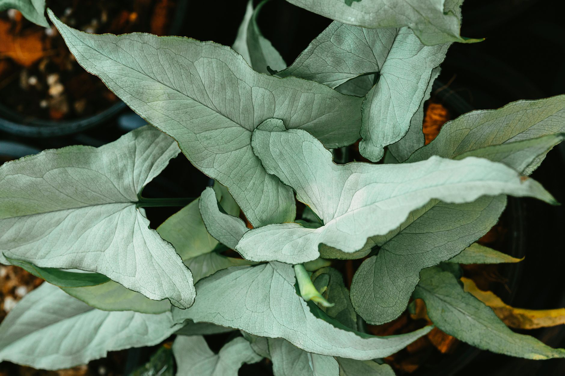 Syngonium Regina Red s ružovočervenými listami v interiéri