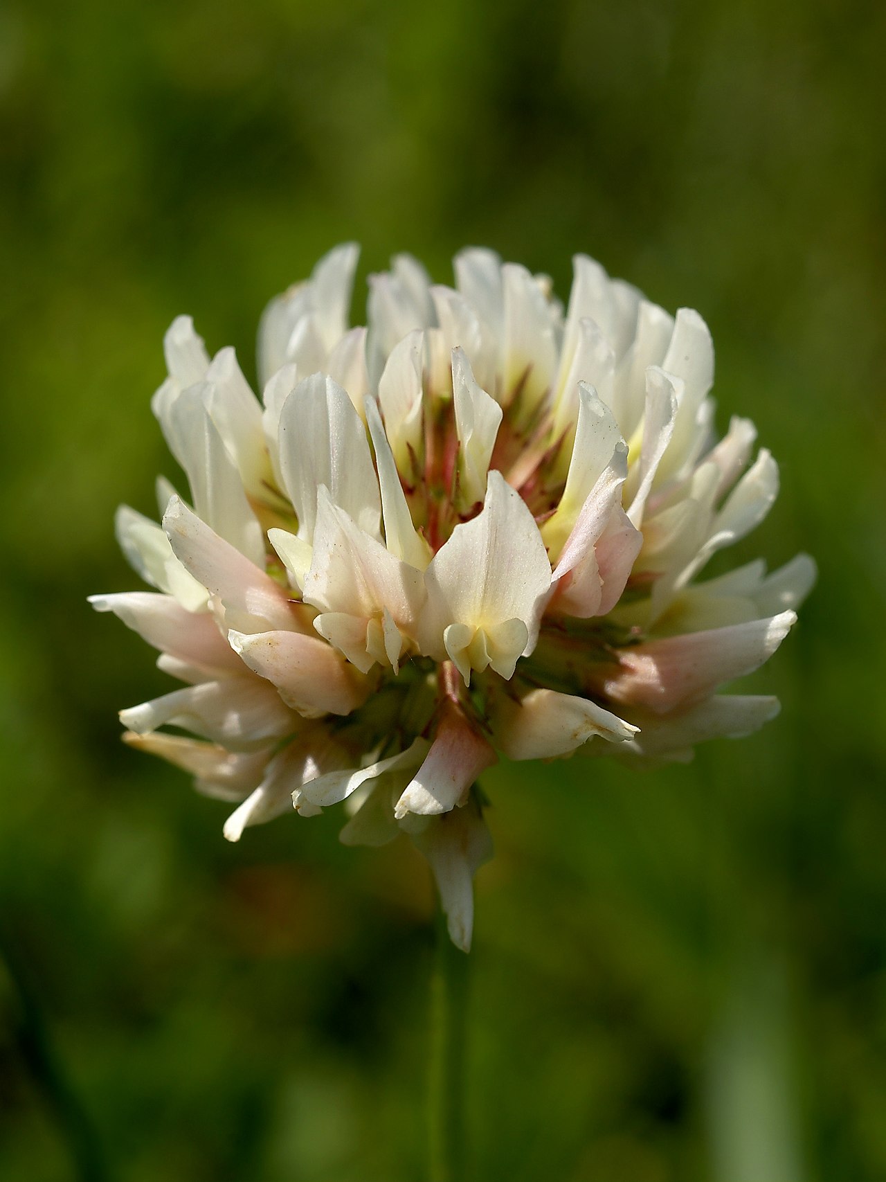 Starostlivosť o Trifolium repens v detailnom zábere na listy