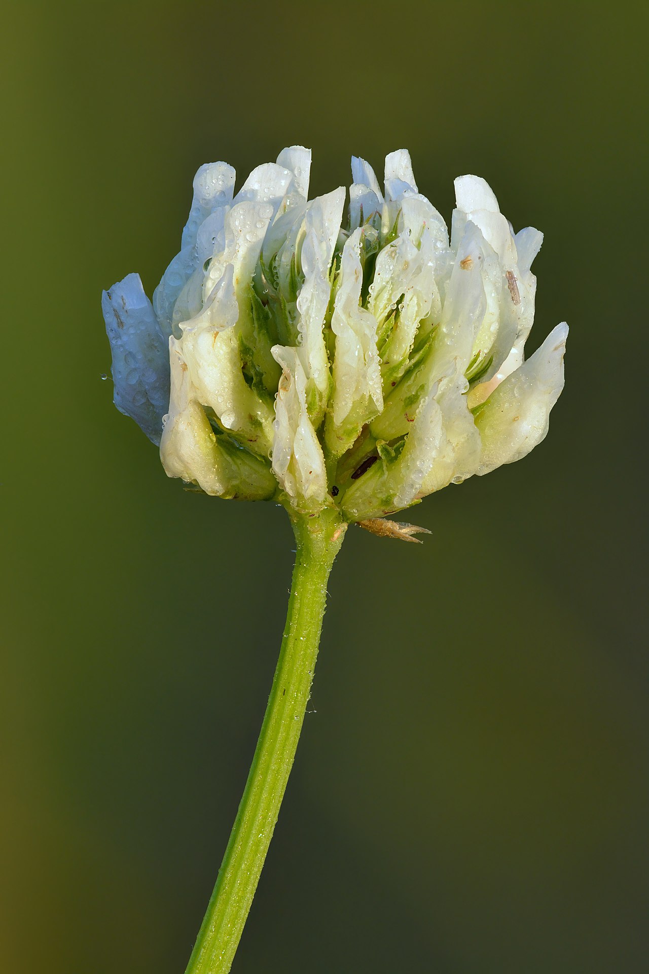 Trifolium repens s trojpočetnými listami a svetlou kresbou