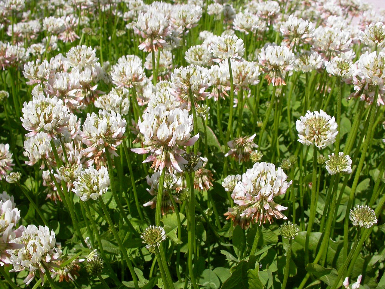 Kvety Trifolium repens v guľovitých hlávkach