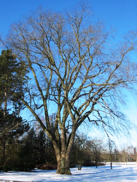Ulmus glabra s typickými drsnými listami
