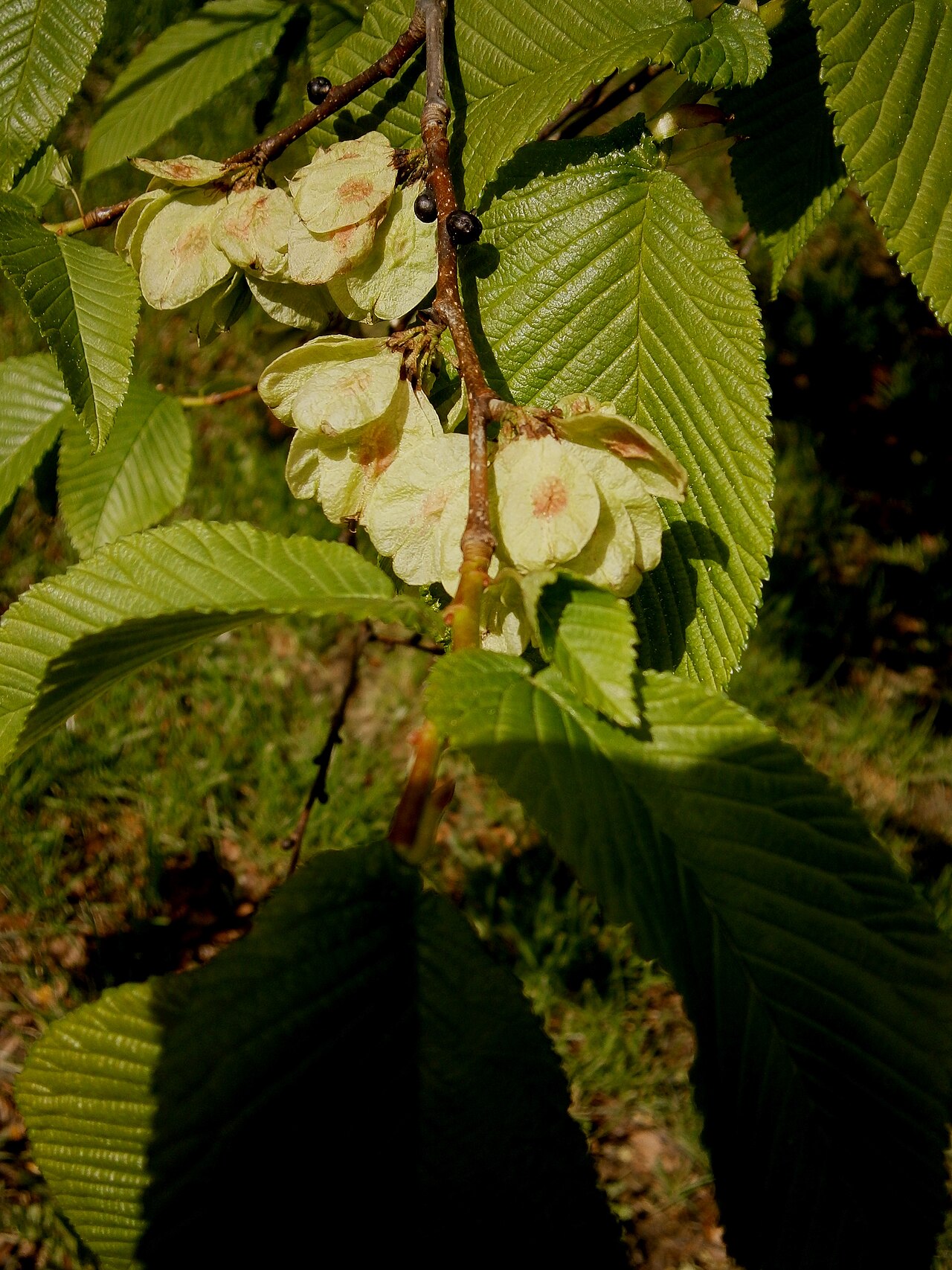 Detail zubatých listov rastliny Ulmus glabra