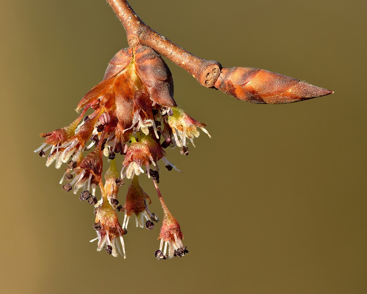 Starostlivosť o Ulmus laevis a detail listov