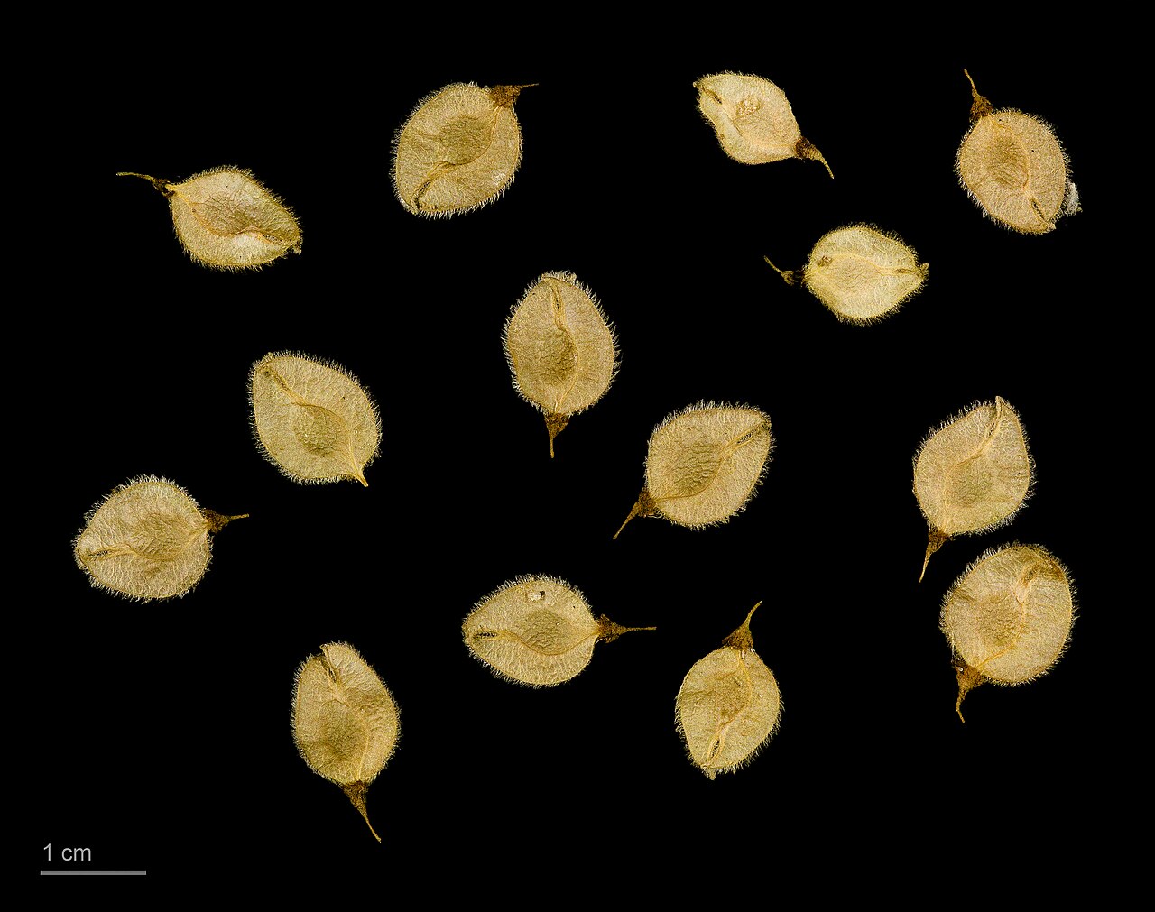 Ulmus laevis s typickými asymetrickými listami