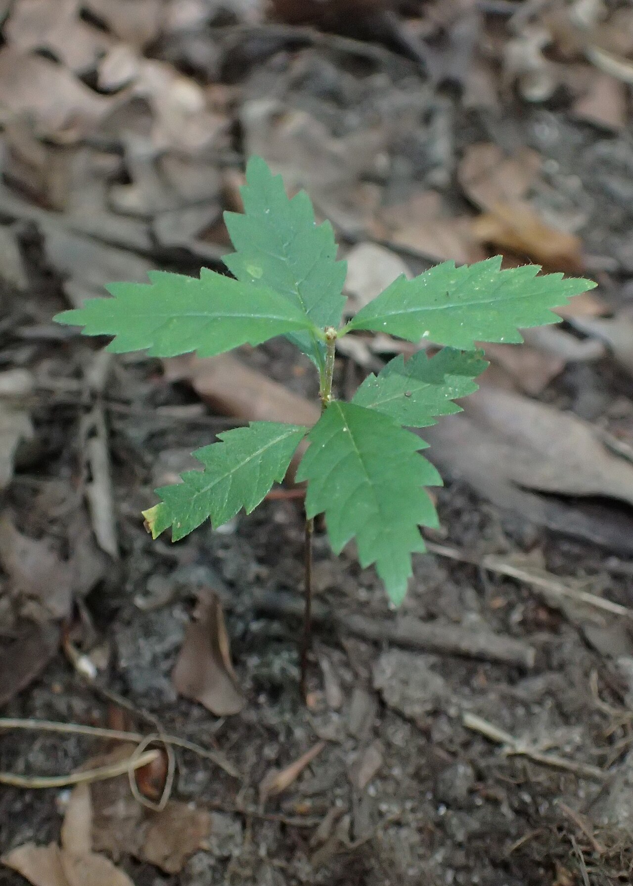 Jesenné sfarbenie listov Ulmus laevis