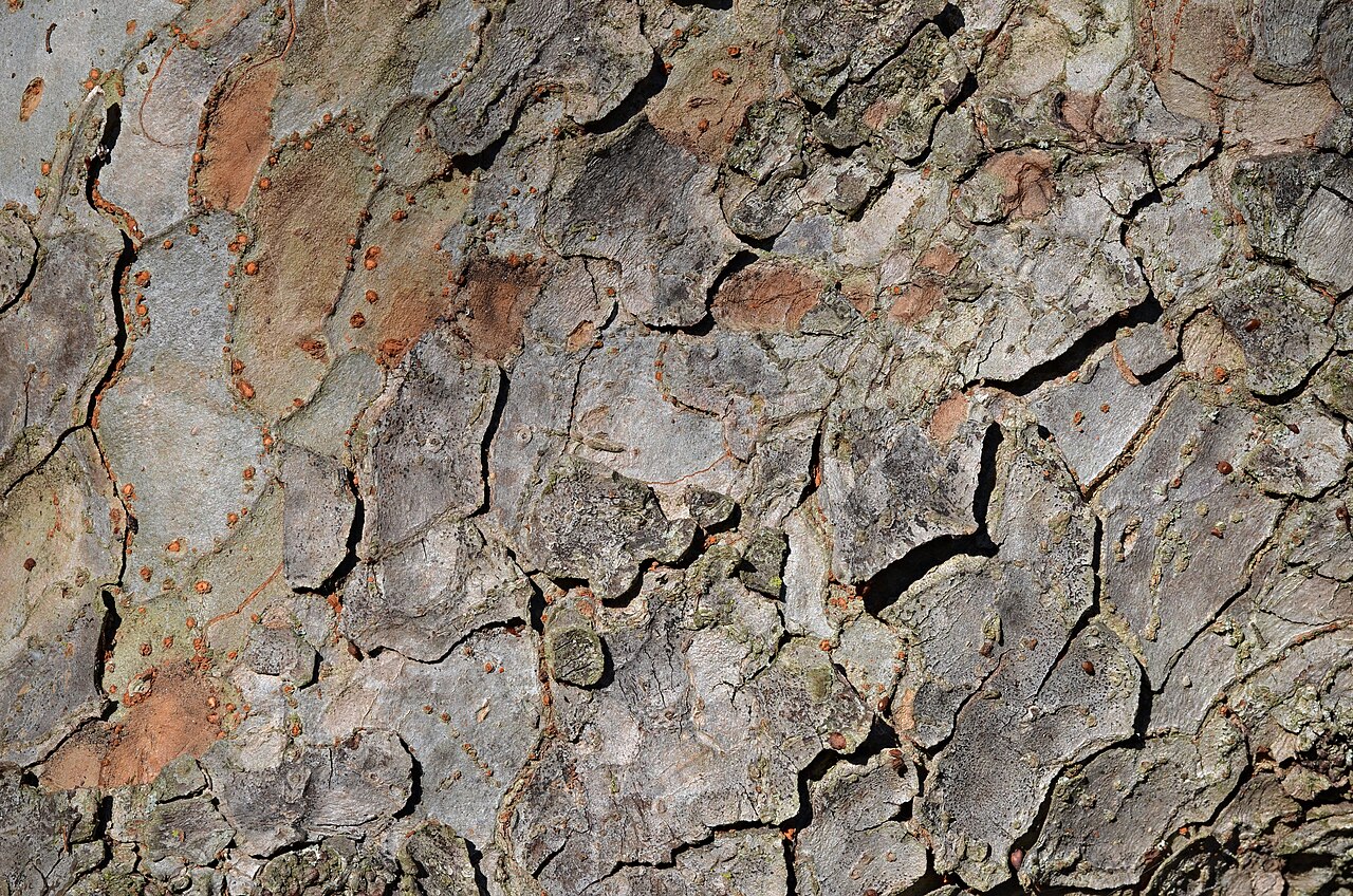 Starostlivosť o Ulmus parvifolia a detail drobných lesklých listov