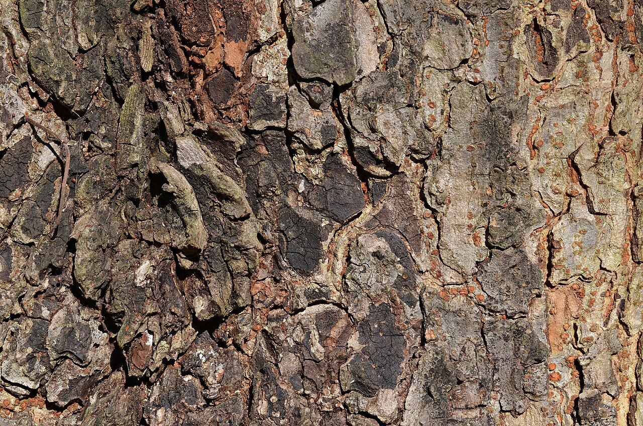 Ulmus parvifolia s hustým olistením v kvetináči