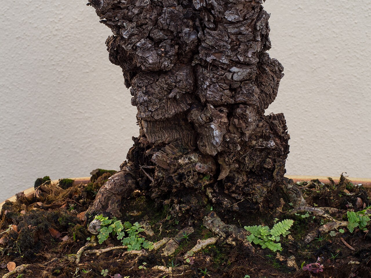 Detail listov rastliny Ulmus parvifolia