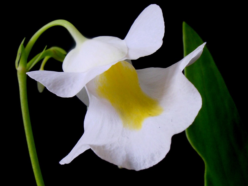 Starostlivosť o Utricularia alpina v domácom pestovaní
