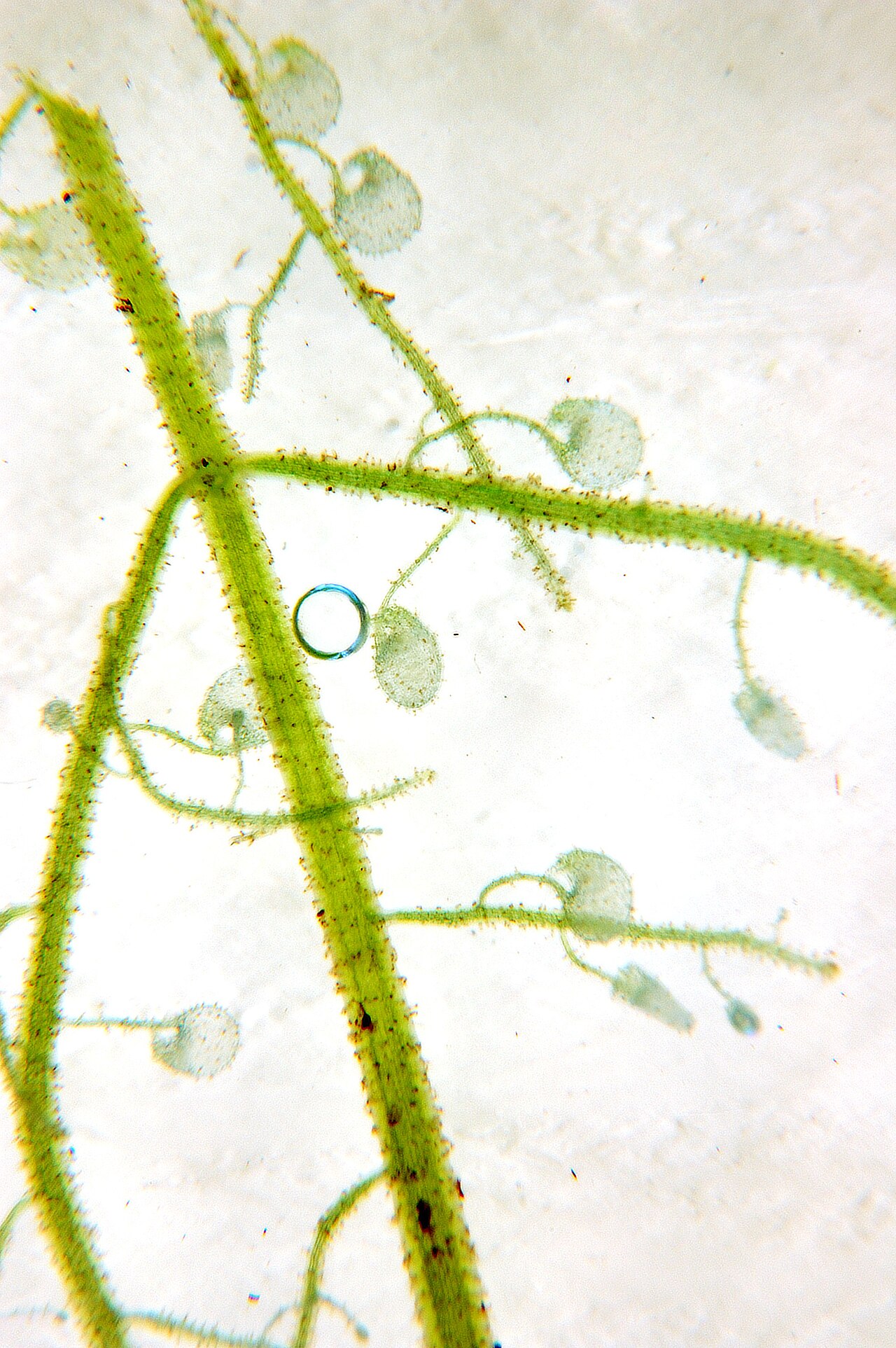 Kvet rastliny Utricularia alpina zblízka