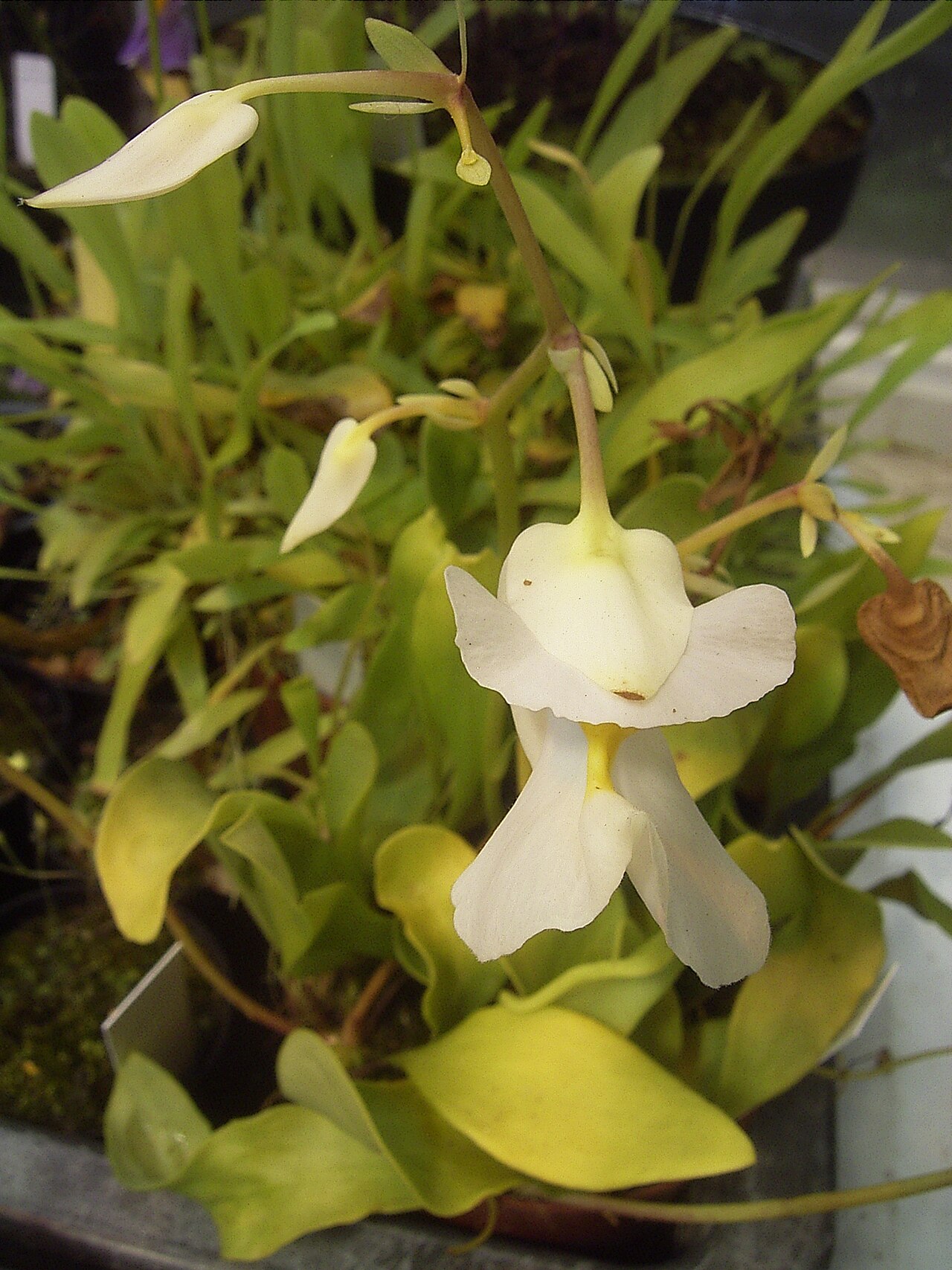 Utricularia alpina pestovaná vo vlhkom teráriu