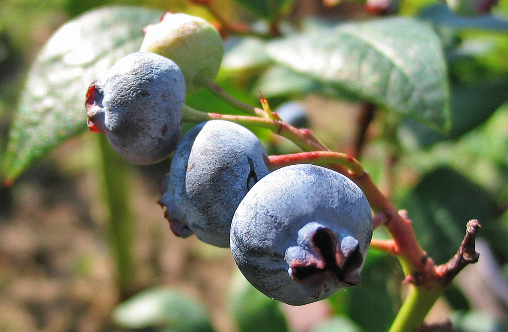 Vaccinium corymbosum pestovanie v záhrade na slnečnom mieste