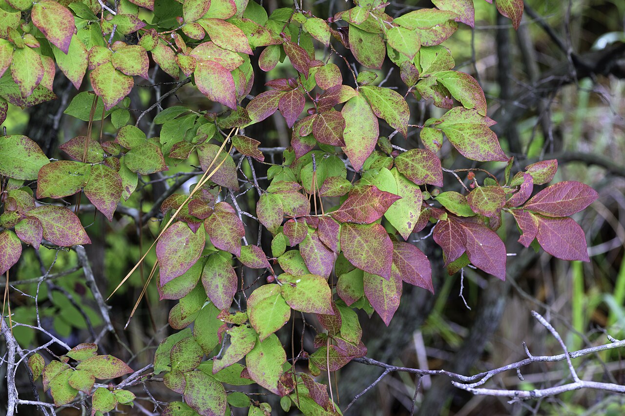 Ker Vaccinium corymbosum s kvetmi v jarnom období