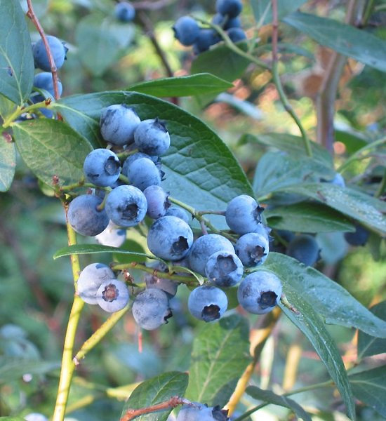 Detail listov Vaccinium corymbosum s jesenným sfarbením