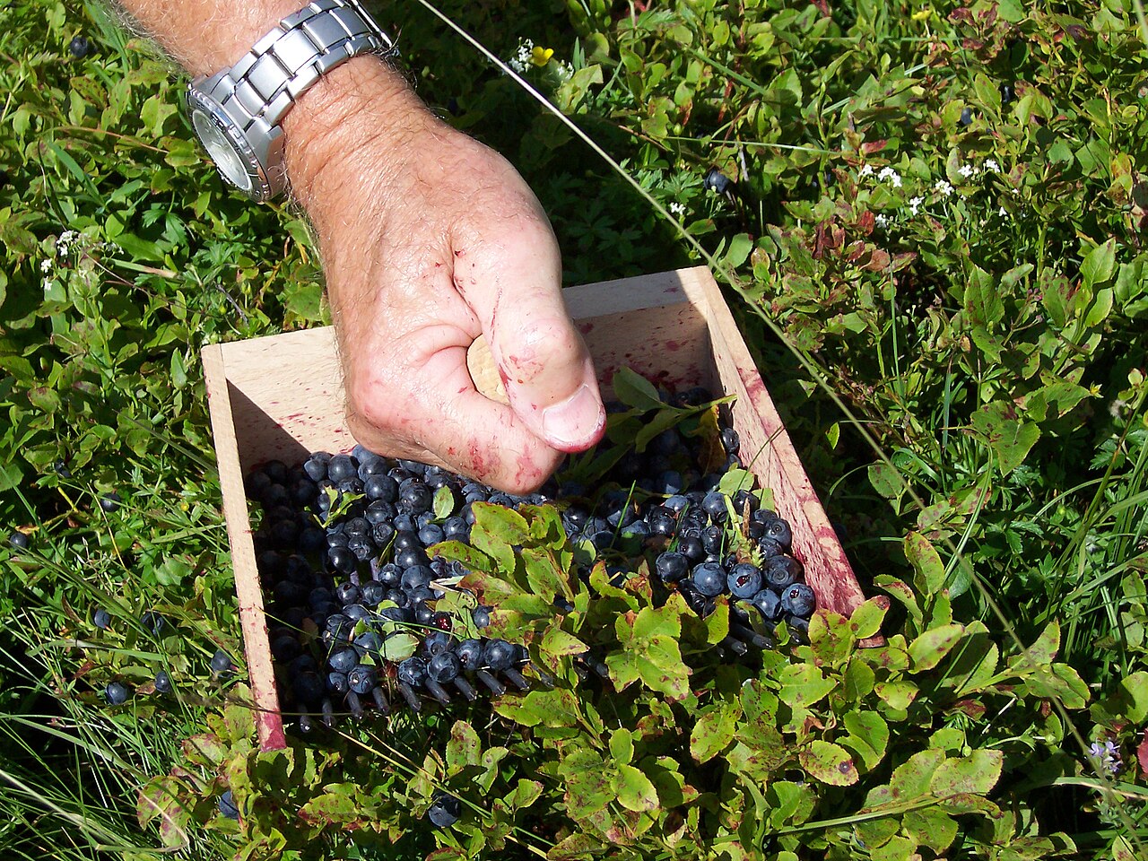 Vaccinium myrtillus pestovanie v kyslom substráte