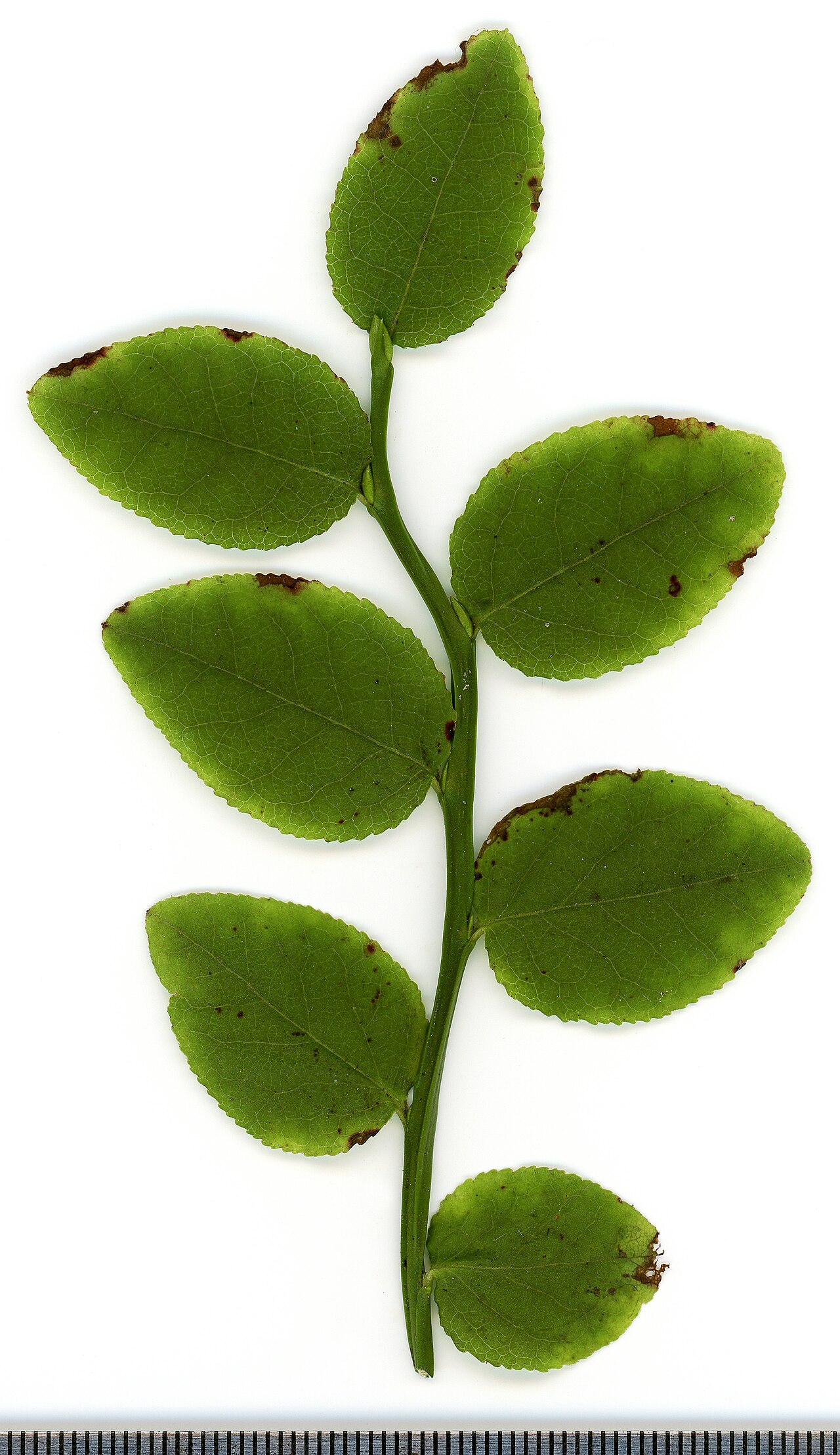 Detail listov rastliny Vaccinium myrtillus