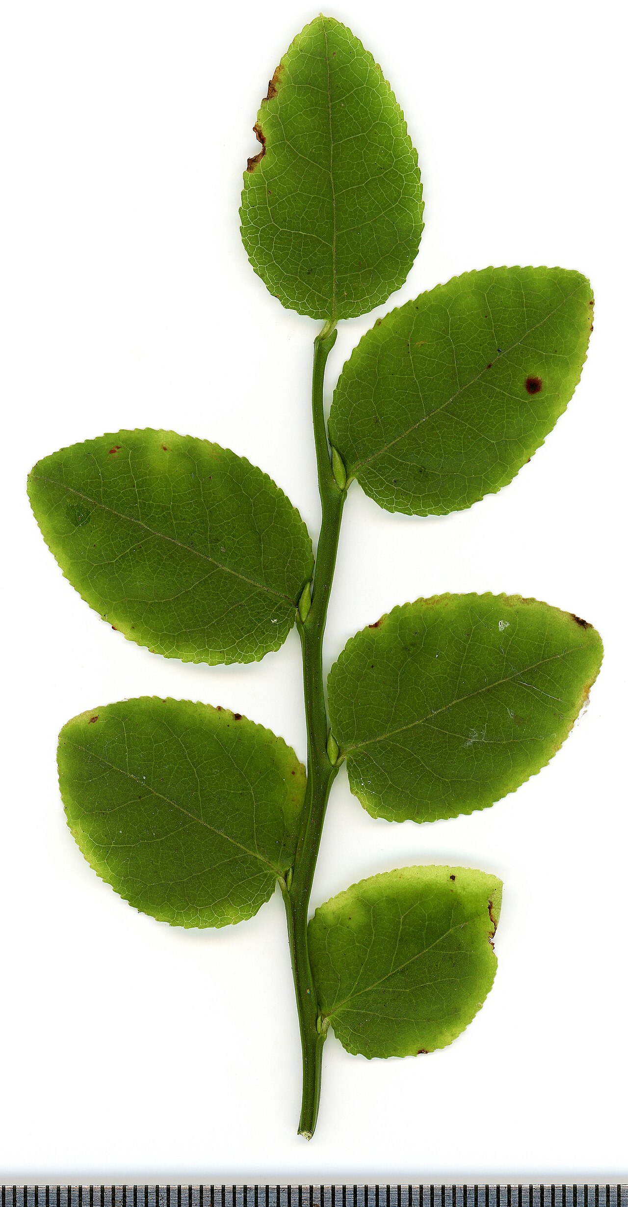 Kvety rastliny Vaccinium myrtillus na jar