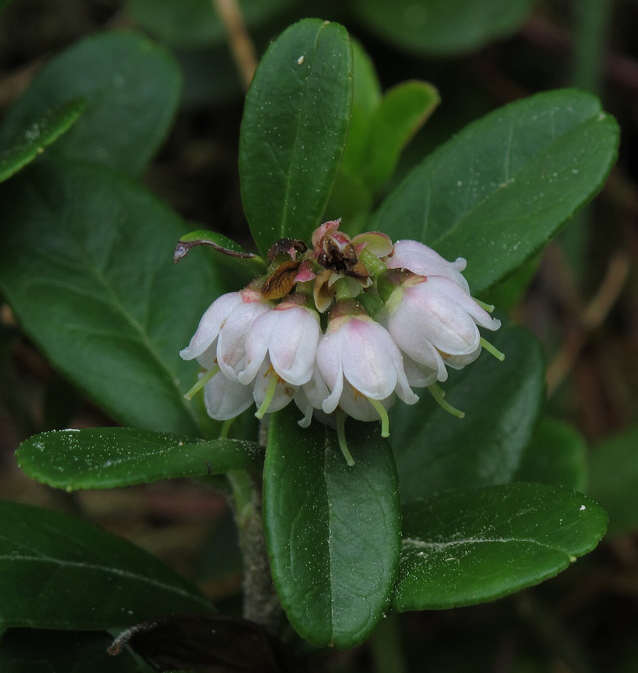 starostlivosť o Vaccinium vitis-idaea v pestovateľskej nádobe