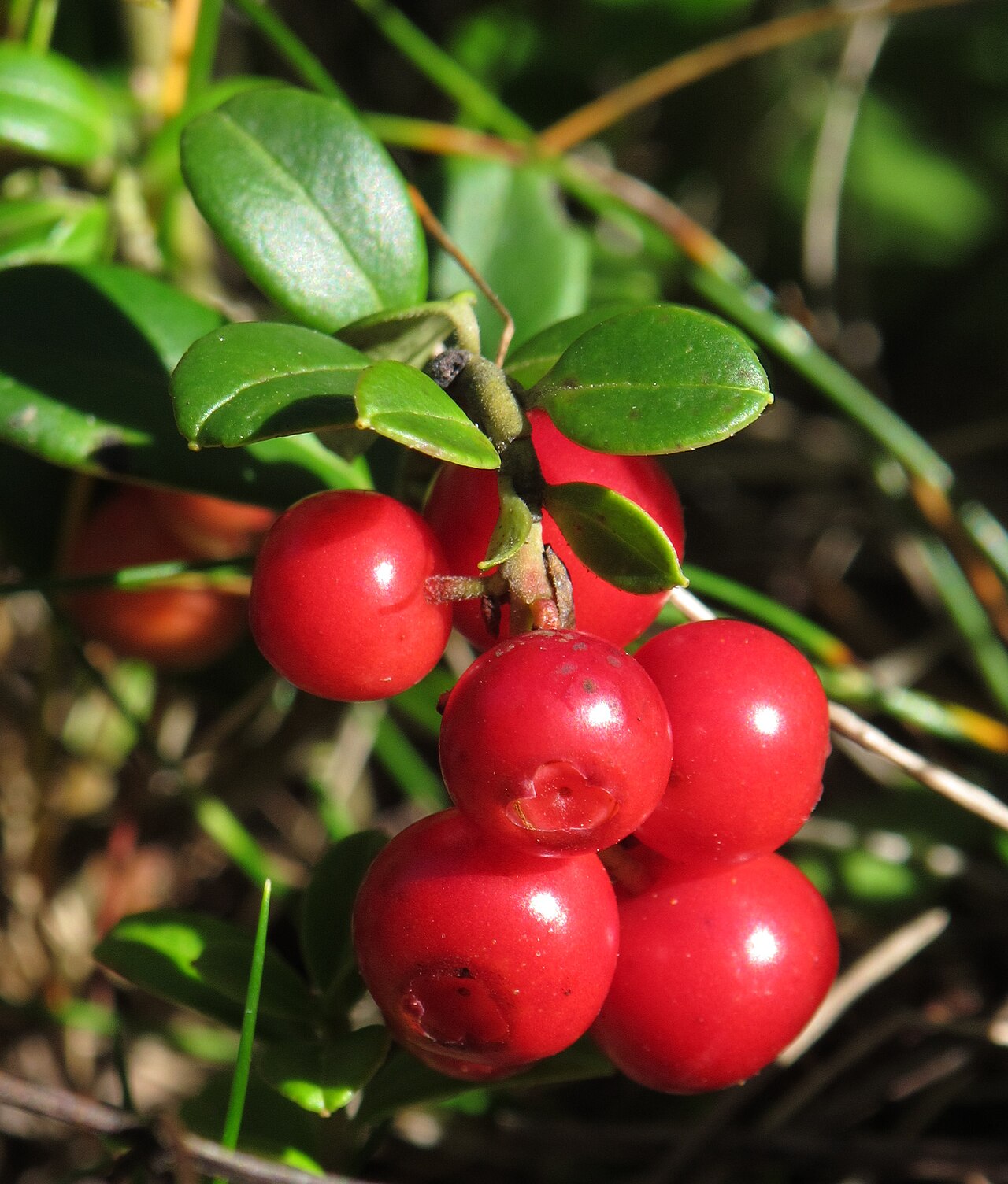Detail listov rastliny Vaccinium vitis-idaea