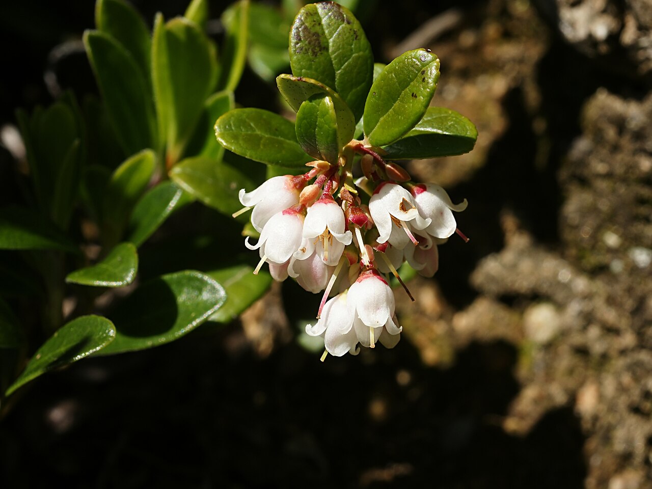 Kvety Vaccinium vitis-idaea v období kvitnutia