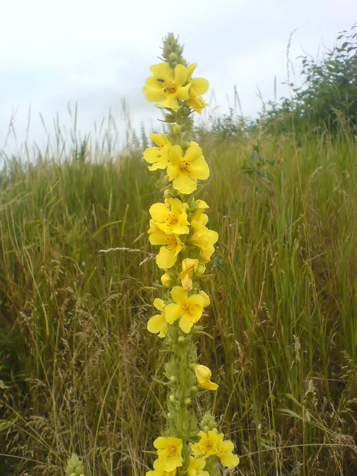 Verbascum densiflorum pestovanie na slnečnom záhone