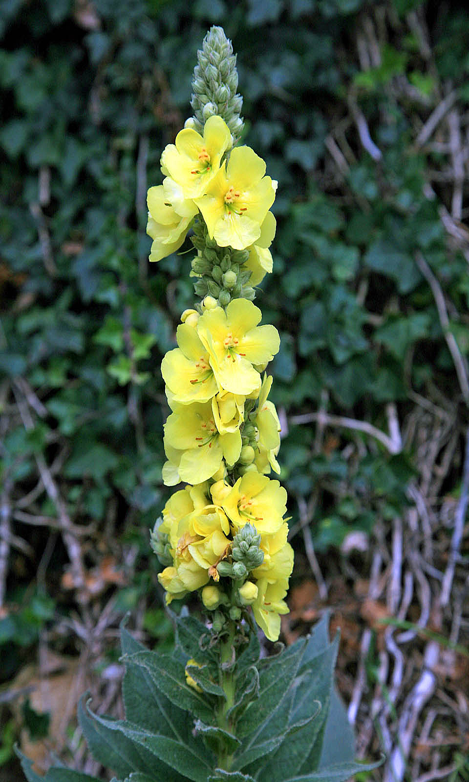 Kvitnúce Verbascum densiflorum so žltými kvetmi