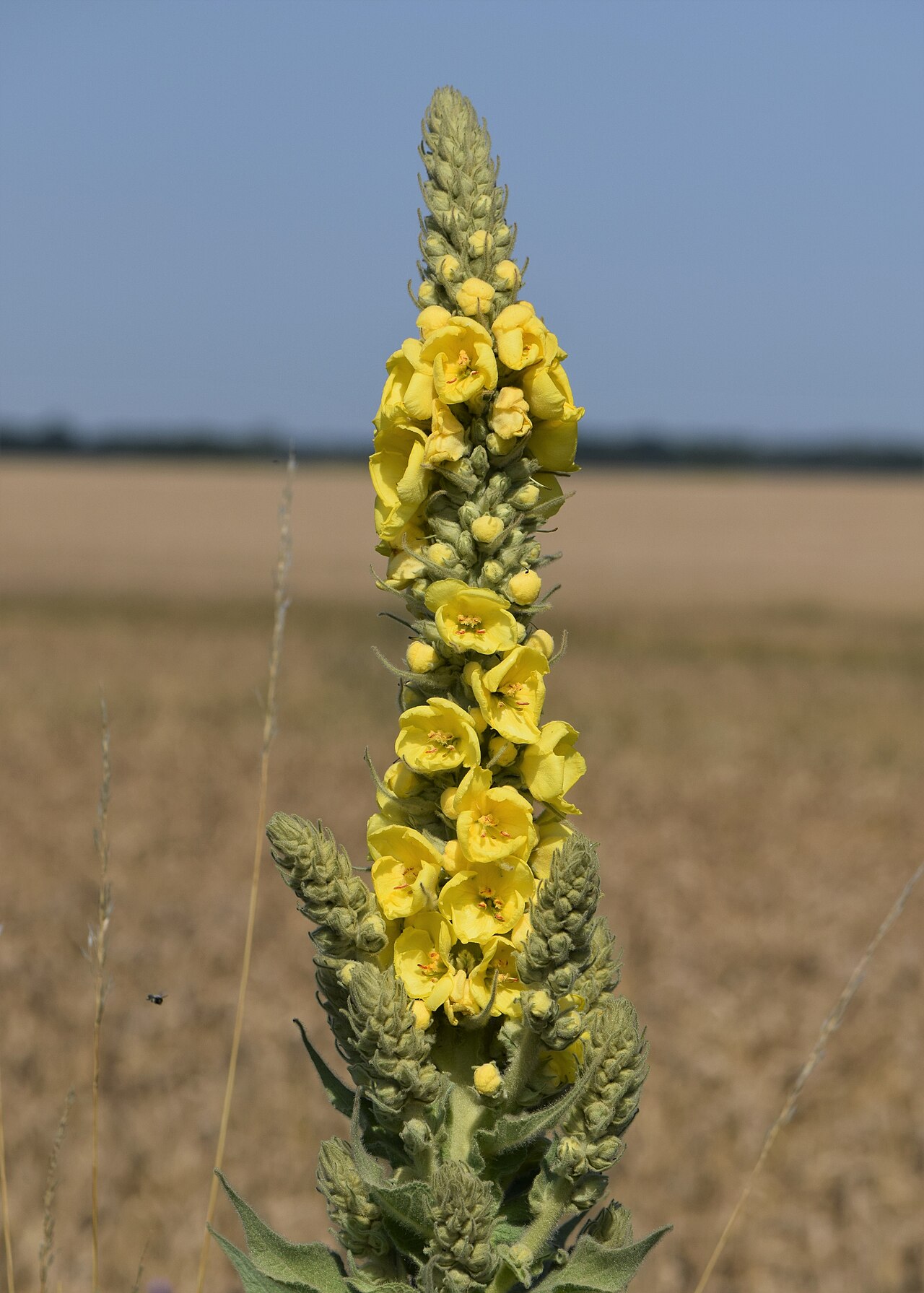 Vysoký kvetný klas rastliny Verbascum densiflorum