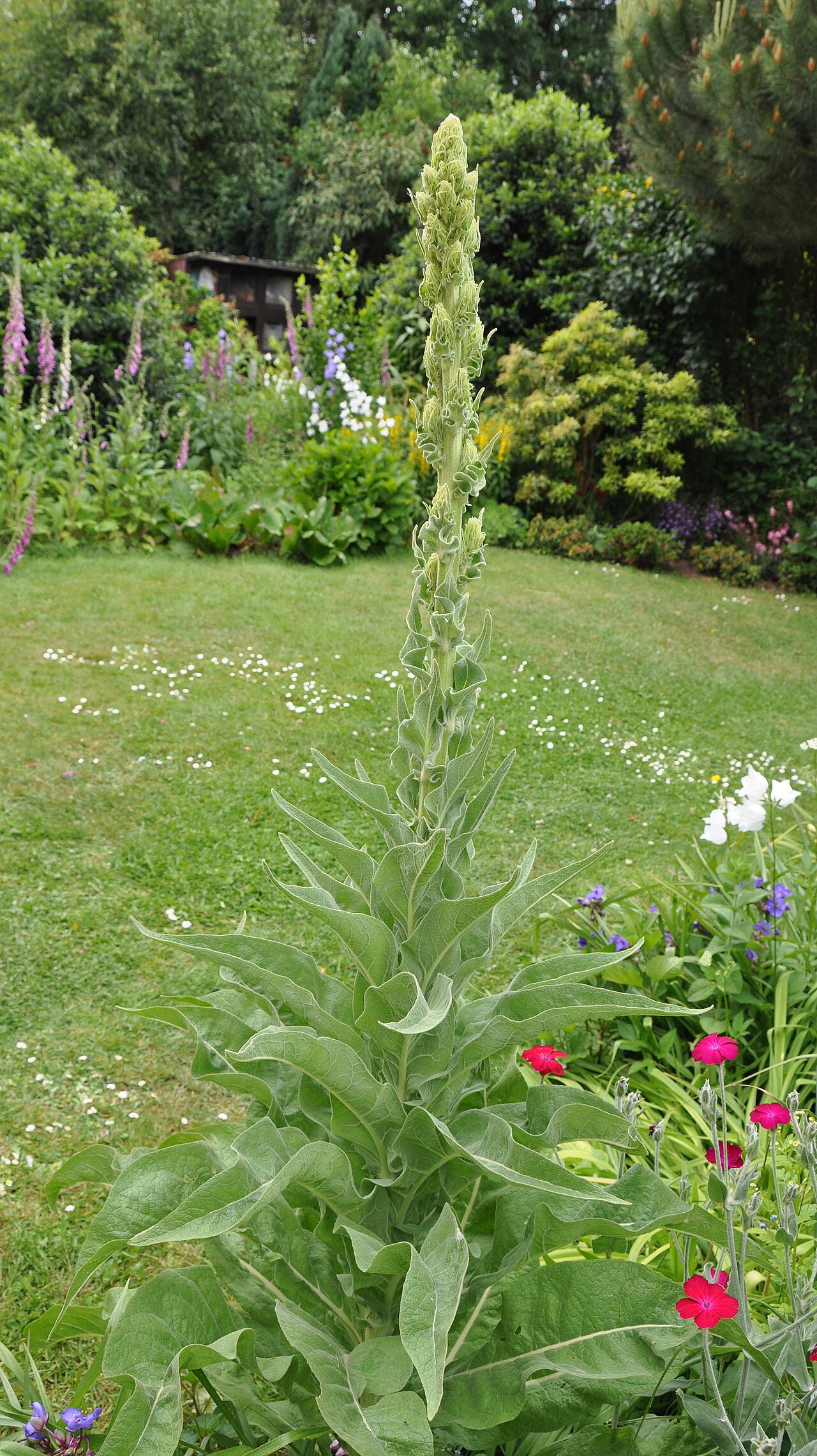 Starostlivosť o Verbascum thapsus a jeho kvitnúca stonka