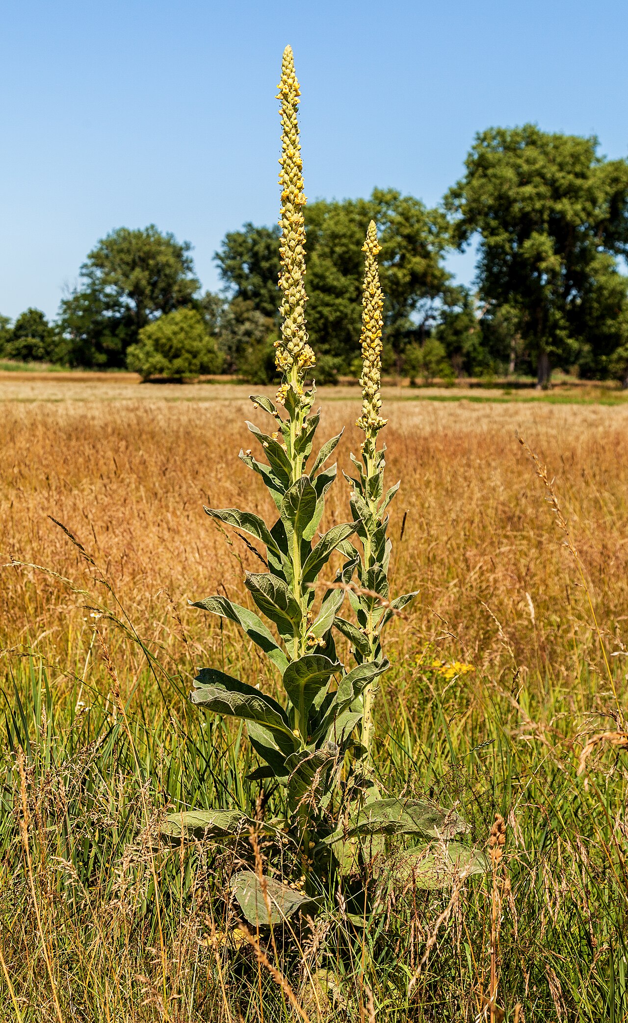 Verbascum thapsus so žltými kvetmi v letnom období