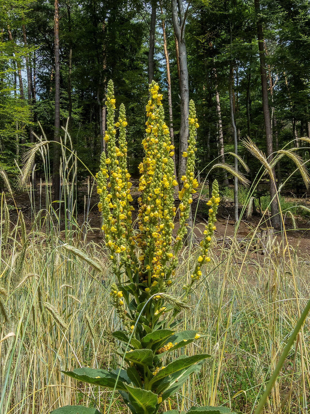 Listová ružica Verbascum thapsus v prvom roku rastu
