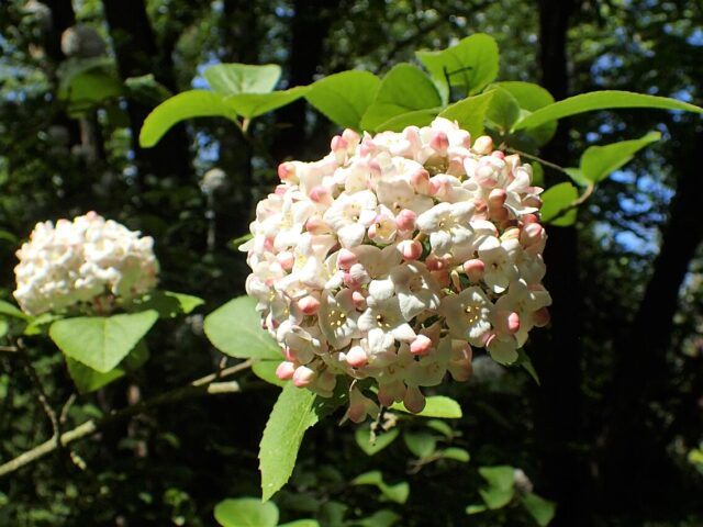 starostlivosť o Viburnum carlesii a detail kvitnúceho kra