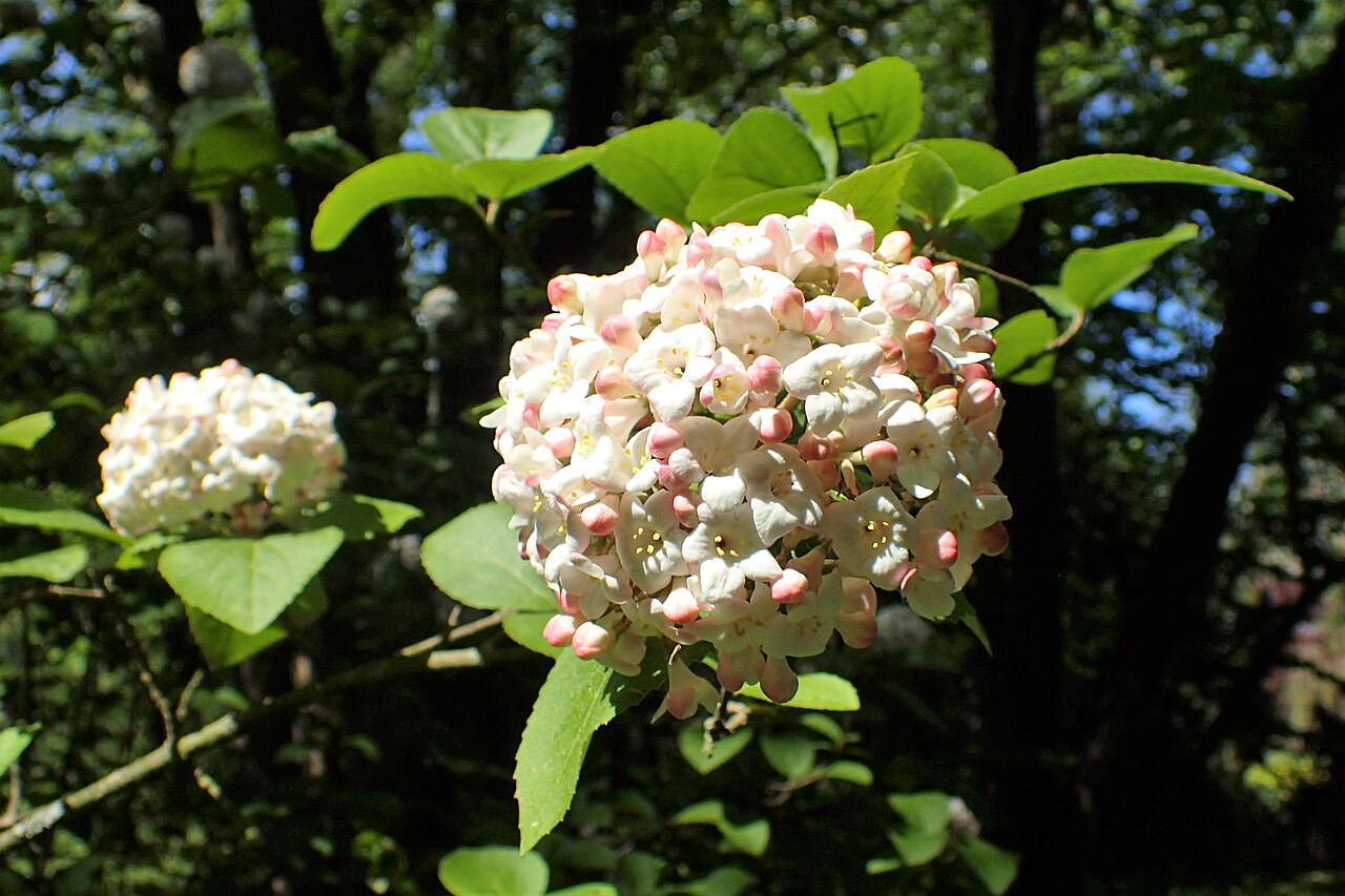 starostlivosť o Viburnum carlesii a detail kvitnúceho kra