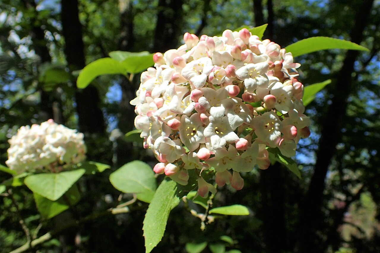Viburnum carlesii s bielymi voňavými kvetmi