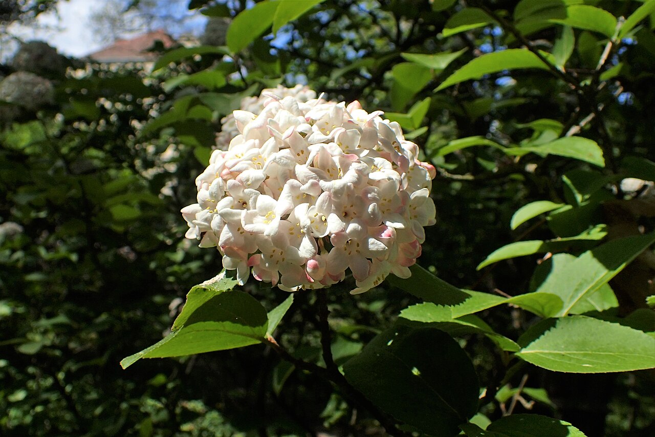 Detail súkvetia Viburnum carlesii na jar