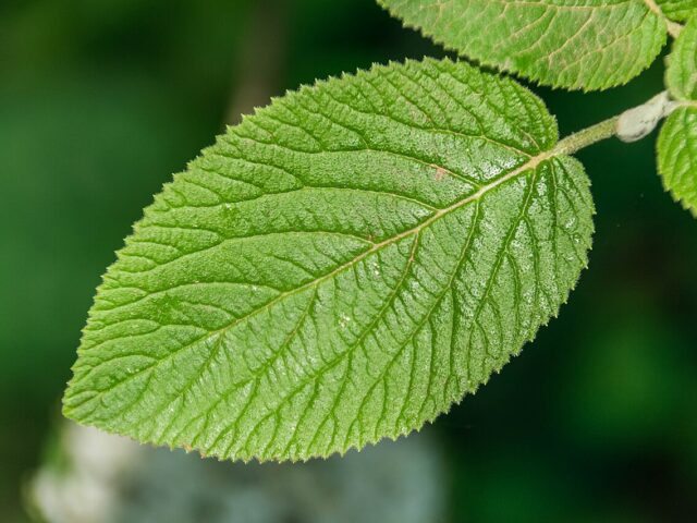 Viburnum lantana pestovanie v záhradnom prostredí