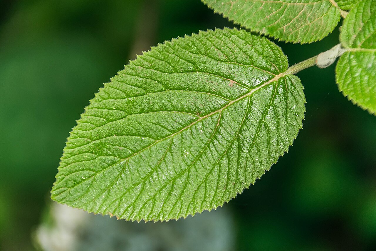 Viburnum lantana pestovanie v záhradnom prostredí