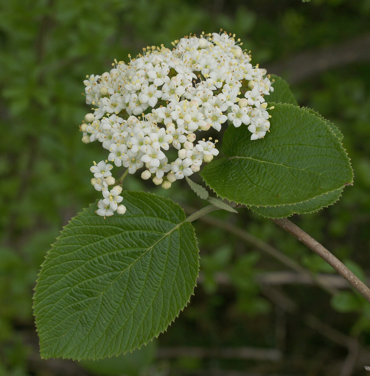 Krémovobiele kvety rastliny Viburnum lantana