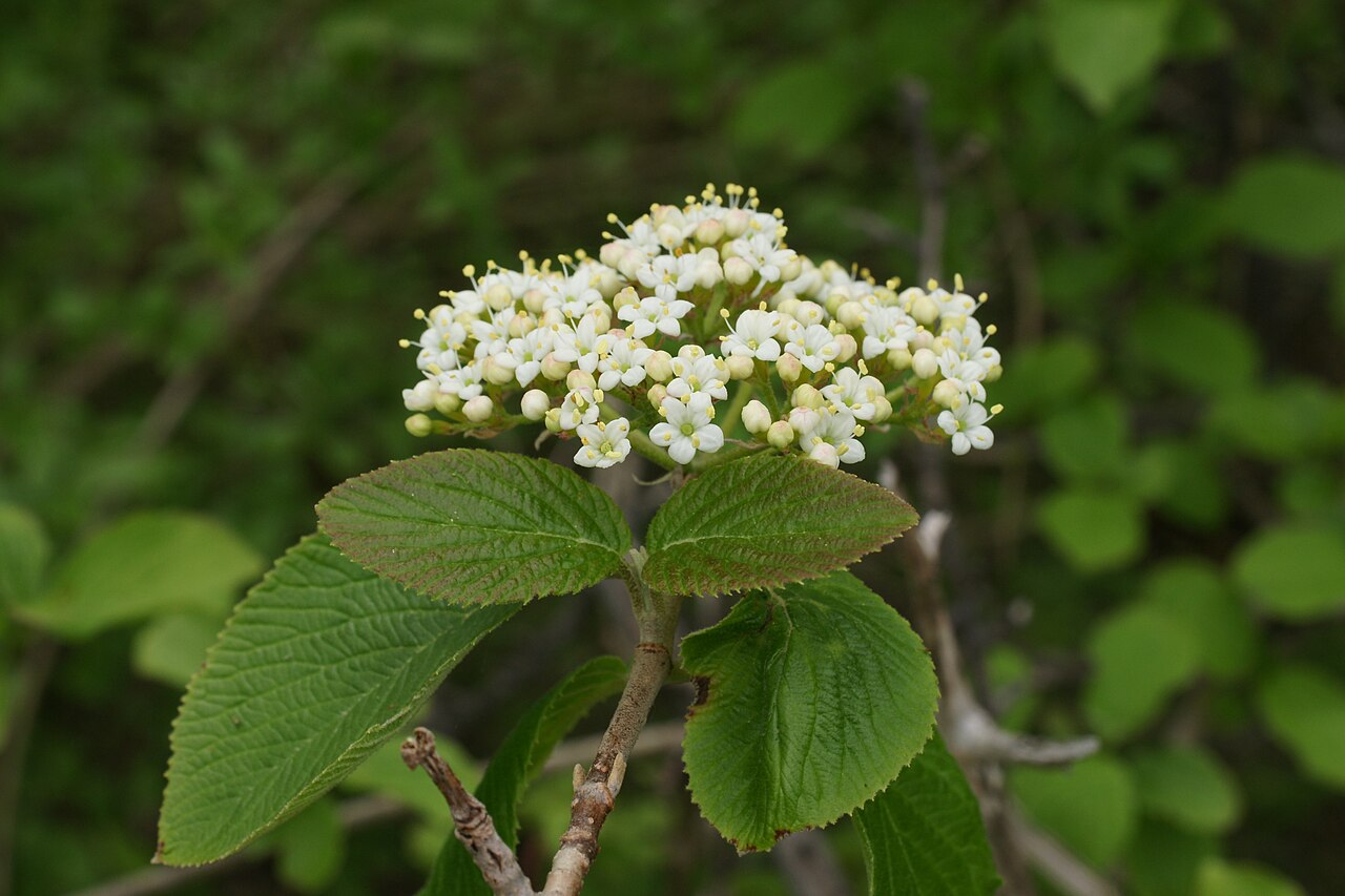 Detail listov Viburnum lantana so spodnou plstnatou stranou