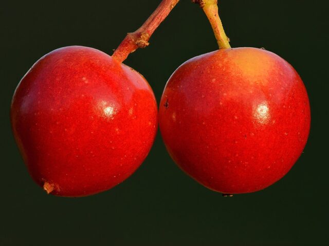 Starostlivosť o Viburnum opulus v záhradnom stanovišti